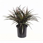 Triple Yucca Plant 45CM Potted UV Stabilised