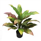 Plants